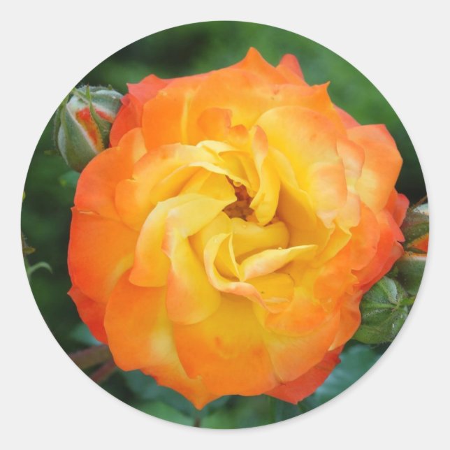 Sticker rond rose classique, brillant (Devant)