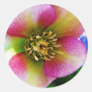 Sticker Rond Rose de carême rose,