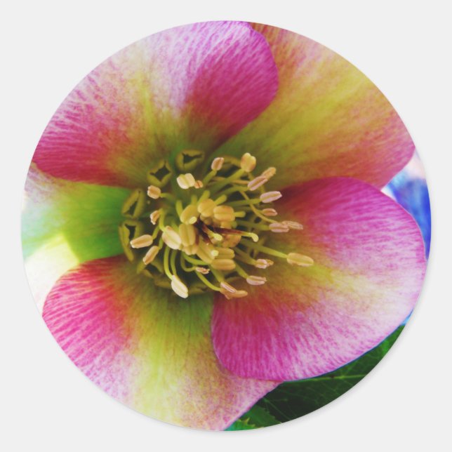 Sticker Rond Rose de carême rose, (Devant)