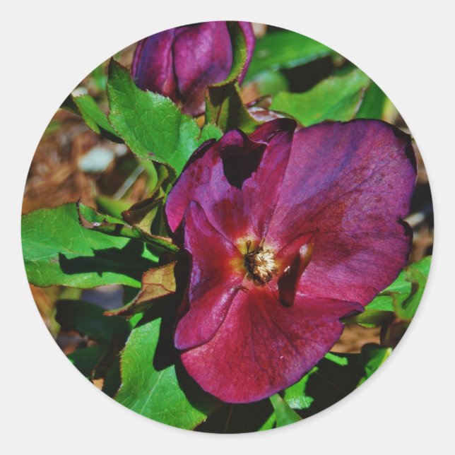 Sticker Rond Rose de carême rose Bourgogne (Devant)