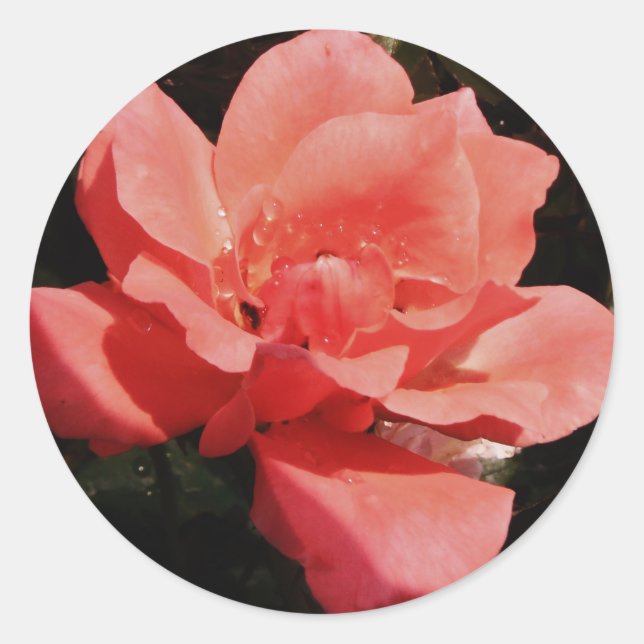 Sticker Rond rose de pêche et détritus (Devant)