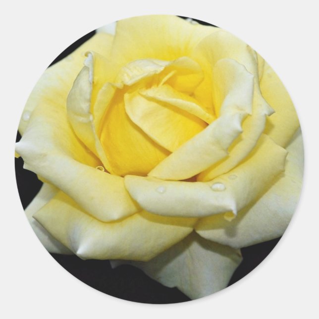 Sticker Rond Rose de thé hybride 'Helmut Schmidt' Fleurs blanch (Devant)