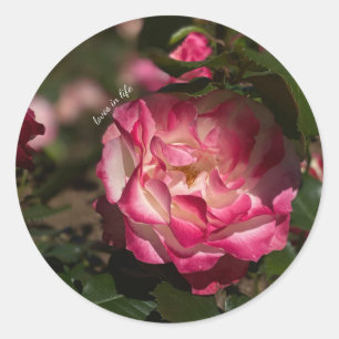 Sticker Rond Rose et Rose blanche