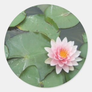 Sticker Rond Rose et vert Lily Pad jolie photo