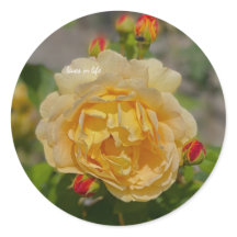 Rose jaune