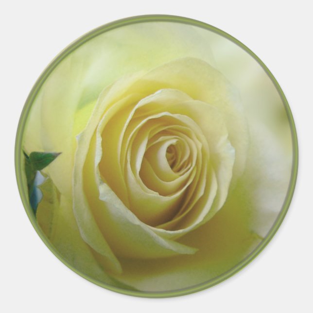 Sticker Rond rose jaune pâle (Devant)