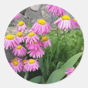 Sticker Rond Rose Peint marguerite sauvage Fleurs naturelles ph