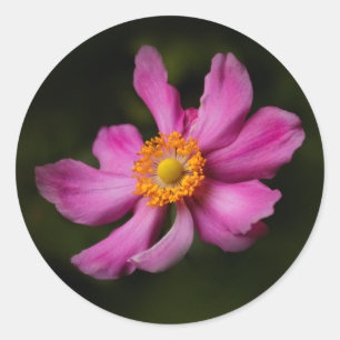 Sticker Rond Rose "Prinz Heinrich" japonais Anemone Flower