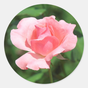 Sticker Rond Rose rose