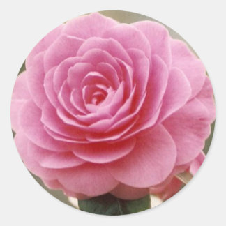 STICKER ROND ROSE ROSE ÉLÉGANTE