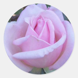 Sticker Rond Rose rose ronde