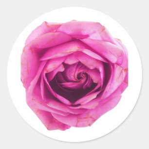 Sticker Rond Rose rose rose