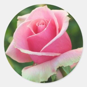 Sticker Rond Rose rose rose