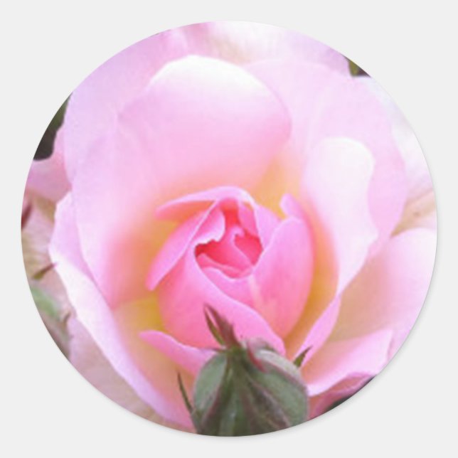 Sticker Rond Rose rose rose anglaise parfaite (Devant)