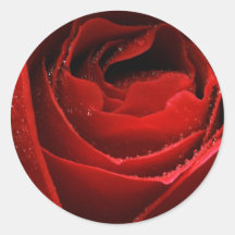 Rose rouge