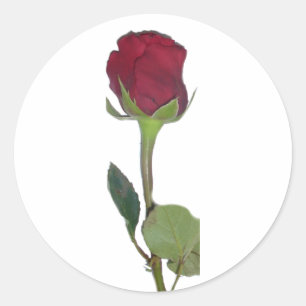 Sticker Rond Rose rouge
