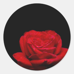 Sticker Rond Rose rouge