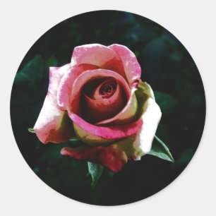 Sticker Rond Rose rouge peinte à l'huile