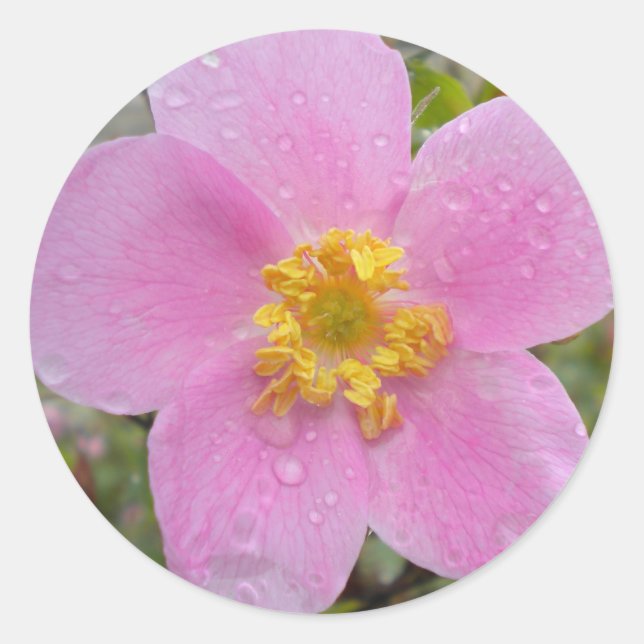 Sticker Rond Rose sauvage de l'Alaska (Devant)