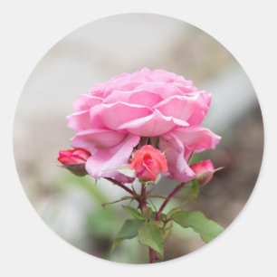 Sticker Rond rose trois bourgeons rouges