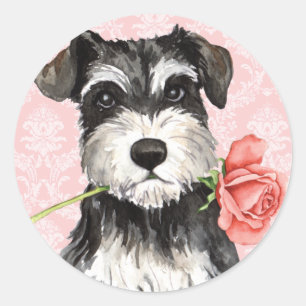 Sticker Rond Rose Valentin Mini Schnauzer