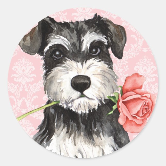 Sticker Rond Rose Valentin Mini Schnauzer (Devant)