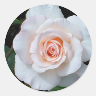 Sticker Rond Rosebud rose pâle sur Arrière - plan noir