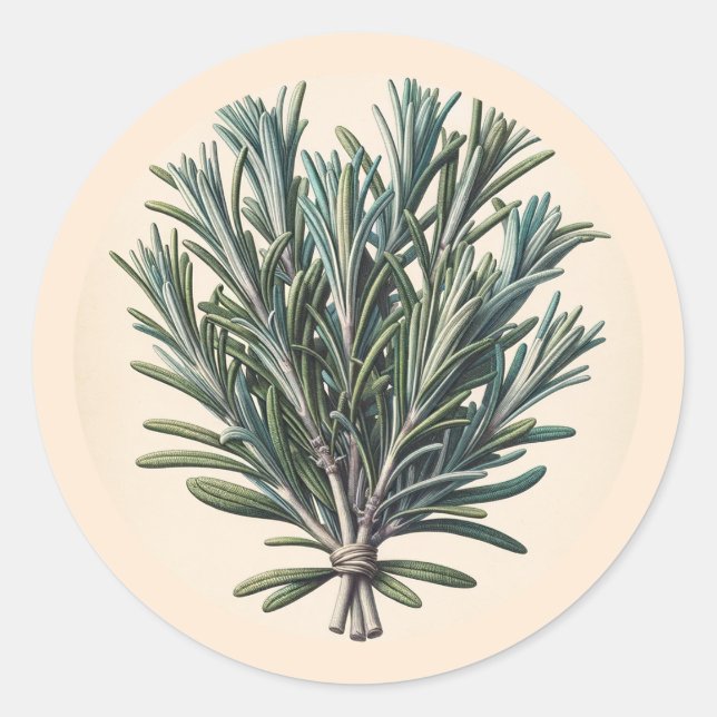 Sticker Rond Rosemary Bunch Plante d'Apothicaire Botanique Vint (Devant)