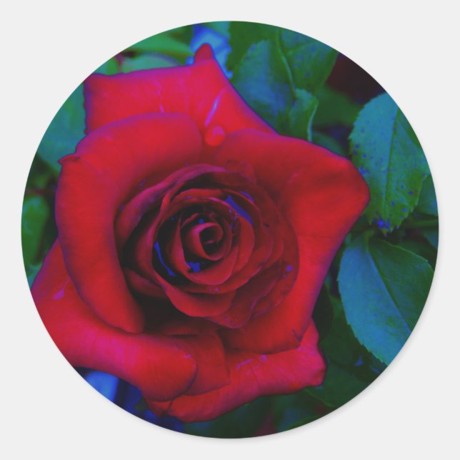 Sticker Rond Roses rouges aux tons bleus (Devant)