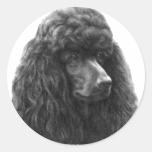 Sticker Rond Rosie, caniche standard