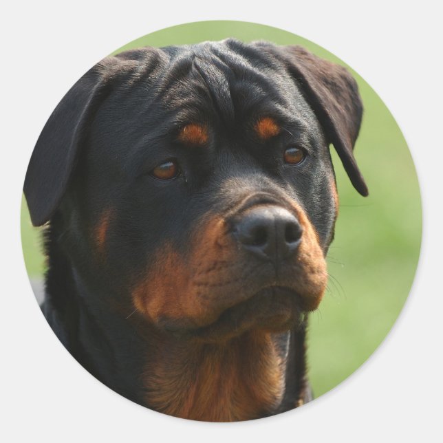 Sticker Rond Rottweiler (Devant)