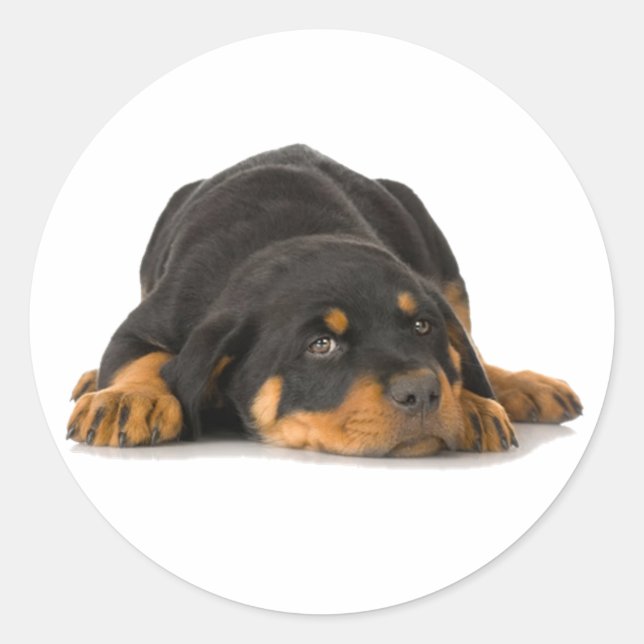 Sticker Rond Rottweiler (Devant)