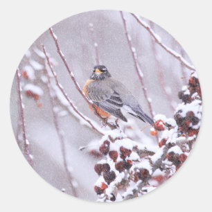 Sticker Rond Rouge-gorge guerrier américain en hiver