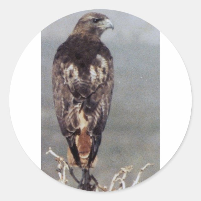 STICKER ROND ROUGE TAILLÉ HAWK (Devant)