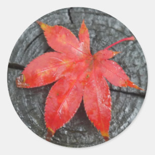 Sticker Rond Rouges Automne Rustique Rouges Maple Leaf Envelopp