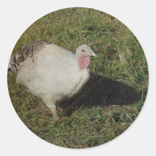 Sticker Rond Royal Palm Turkey