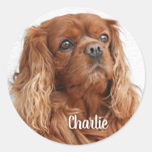 Sticker Rond Ruby Cavalier King Charles Spaniel