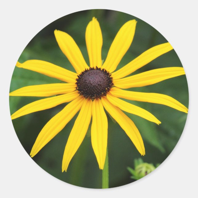 Sticker Rond Rudbeckia hirta (Devant)