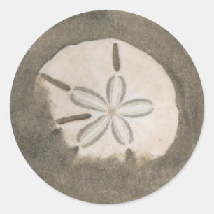Sticker Rond Sables en dollars (Echinarachnius parma)