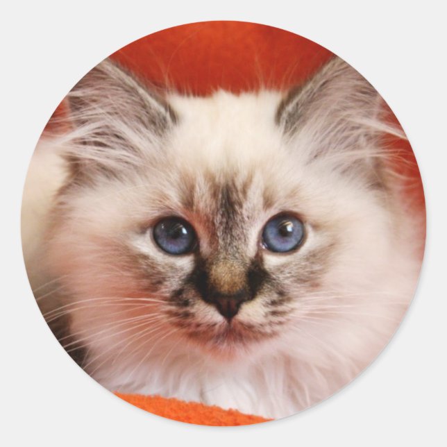 Sticker Rond Sacré Birman Kitten (Devant)
