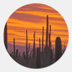 Sticker Rond Saguaro, coucher de soleil, Parc national de Sagua