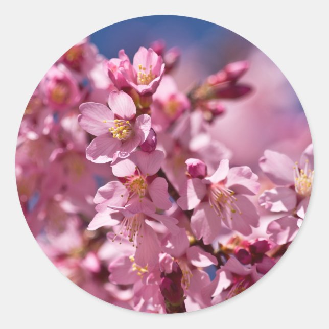 Sticker Rond Sakura Cherry Blossoms embrassés par Sunlight (Devant)