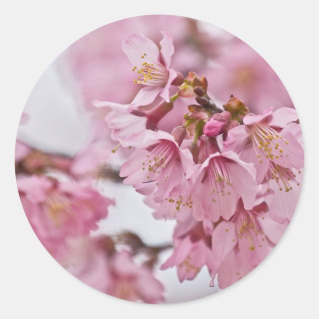 Sticker Rond Sakura Cherry Blossoms rose pâle (Devant)