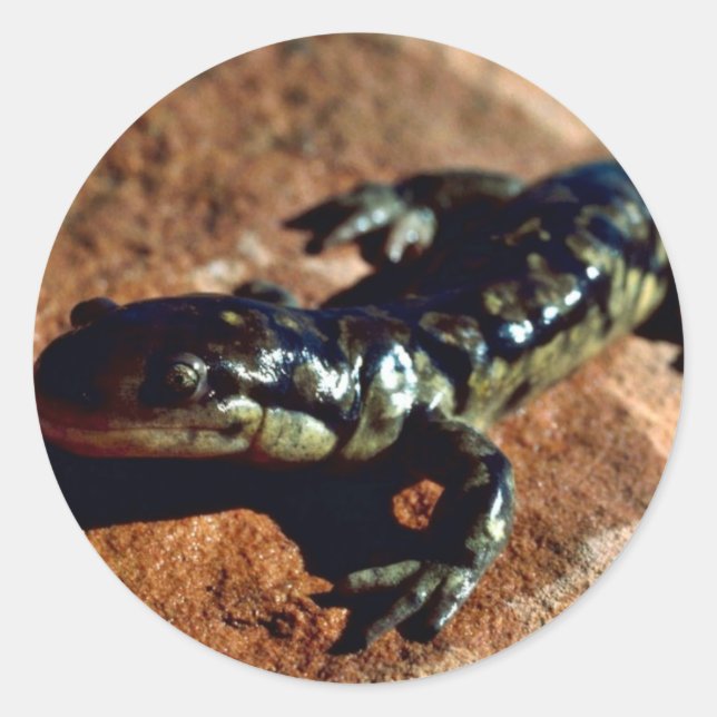 Sticker Rond Salamandre de tigre (Devant)