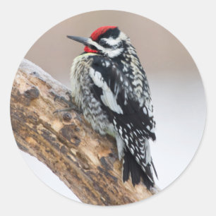 Sticker Rond Sapsucker à ventre jaune mâle