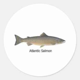 Sticker Rond Saumon atlantique (intitulé)