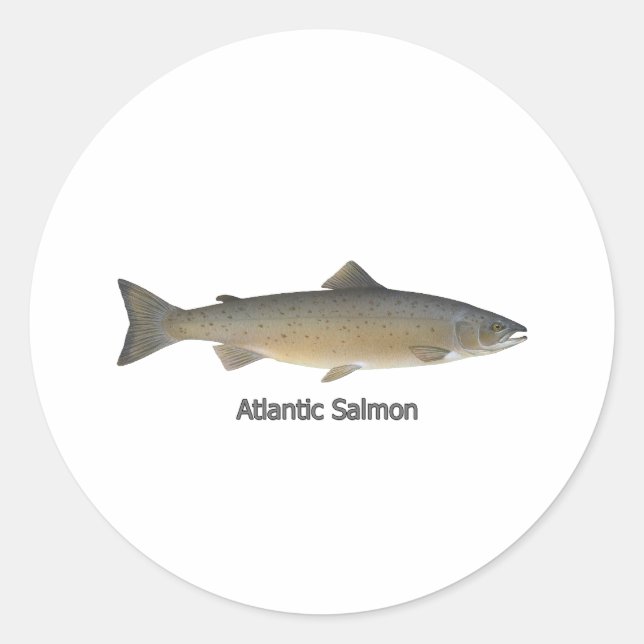 Sticker Rond Saumon de l'Atlantique (titre) (Devant)