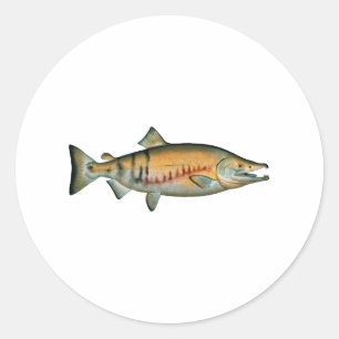Sticker Rond Saumon de rhum (phase de frai)