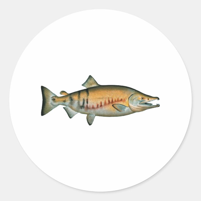 Sticker Rond Saumon de rhum (phase de frai) (Devant)