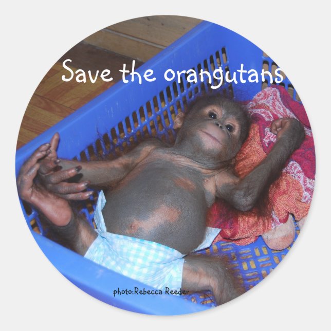 Sticker Rond Sauvez le mignon bébé des Orangoutans (Devant)